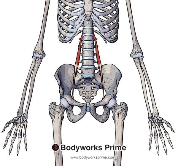 Psoas Minor Muscle Flashcards - Bodyworks Prime