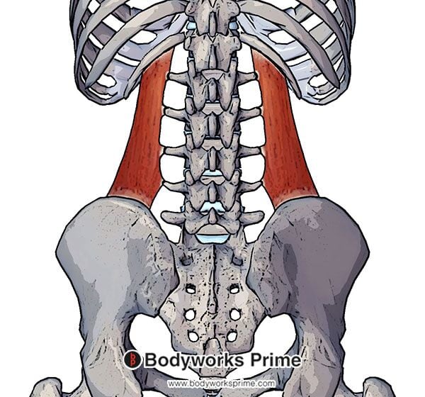 Quadratus Lumborum Muscle Flashcards - Bodyworks Prime