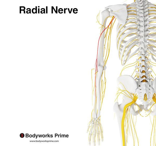 Anconeus Muscle Flashcards Innervation answer diagram