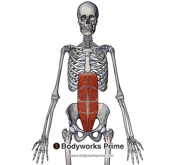 rectus abdominis muscle