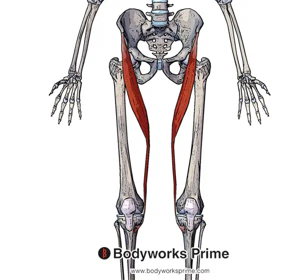 Lower Limb: Innervation Flashcards