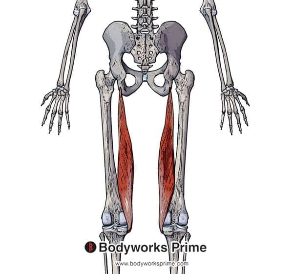 Semimembranosus Muscle Flashcards - Bodyworks Prime