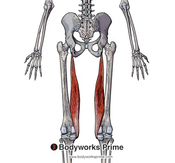 Lower Limb: Innervation Flashcards