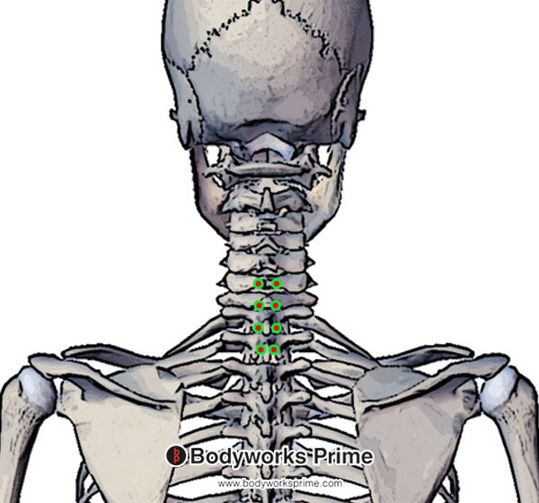 Spinalis Muscle Flashcards Spinalis Capitis Origin answer diagram