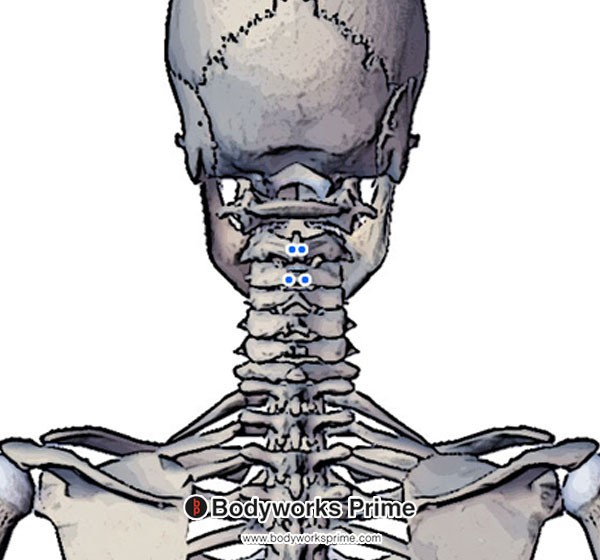 Spinalis Muscle Flashcards Spinalis Cervicis Insertion answer diagram