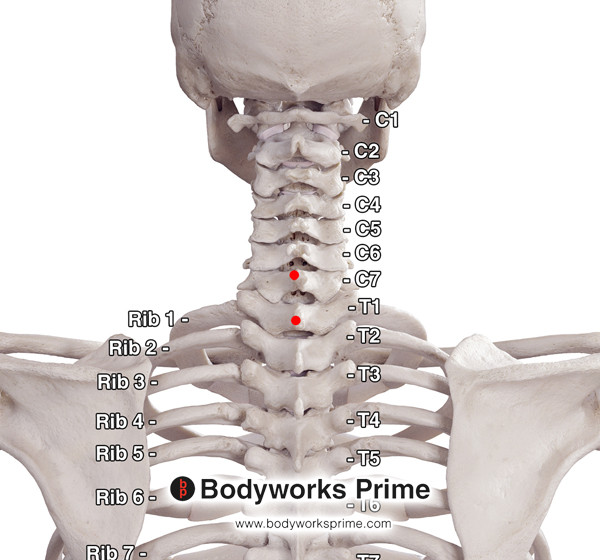 Spinalis Muscle Flashcards Spinalis Cervicis Origin answer diagram