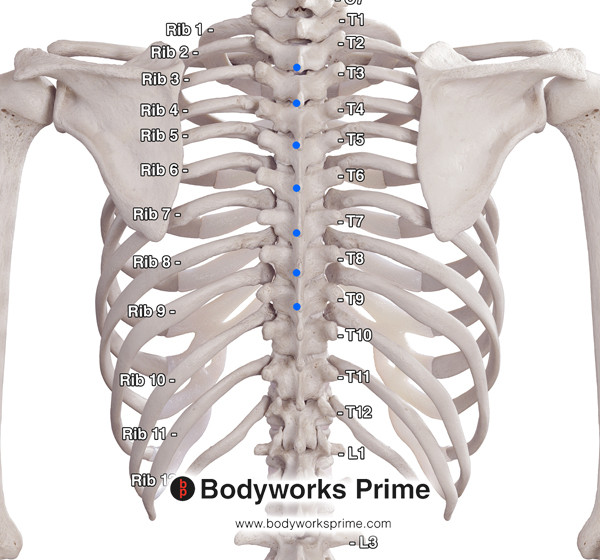 Spinalis Muscle Flashcards Spinalis Thoracis Insertion answer diagram