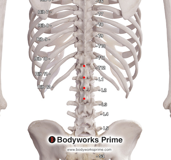 Spinalis Muscle Flashcards Spinalis Thoracis Origin answer diagram