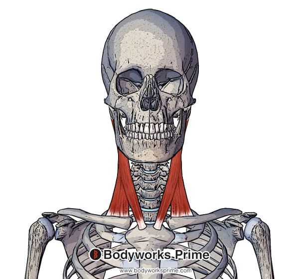 Sternocleidomastoid Muscle Flashcards - Bodyworks Prime