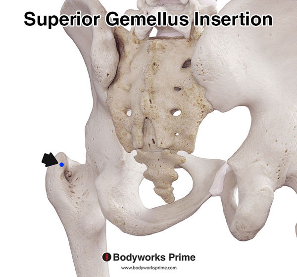 Superior Gemellus Muscle Flashcards Insertion answer diagram
