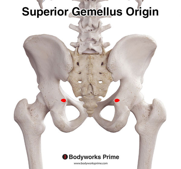 Superior Gemellus Muscle Flashcards Origin answer diagram