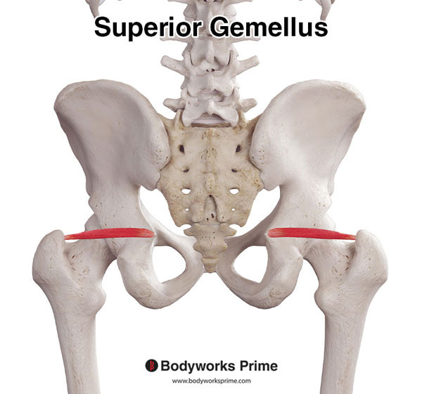 Superior Gemellus Muscle Flashcards Origin flashcard diagram