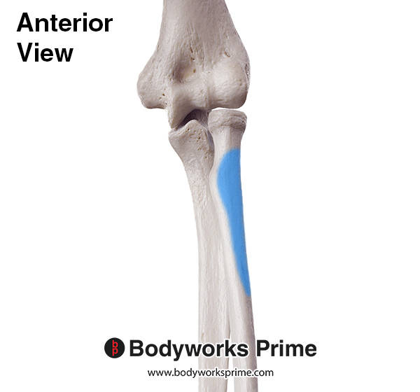 Supinator Muscle Flashcards Insertion answer diagram