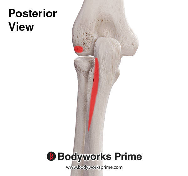 Supinator Muscle Flashcards Origin answer diagram