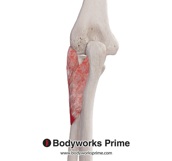 Supinator Muscle Flashcards Origin flashcard diagram