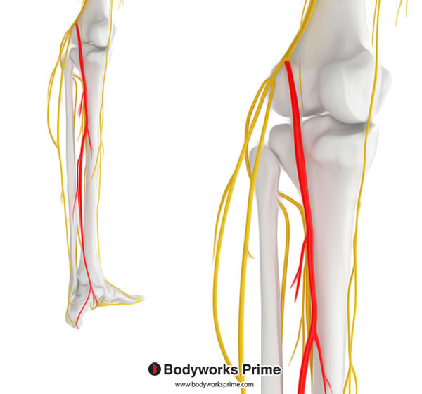Popliteus Muscle Flashcards Innervation answer diagram