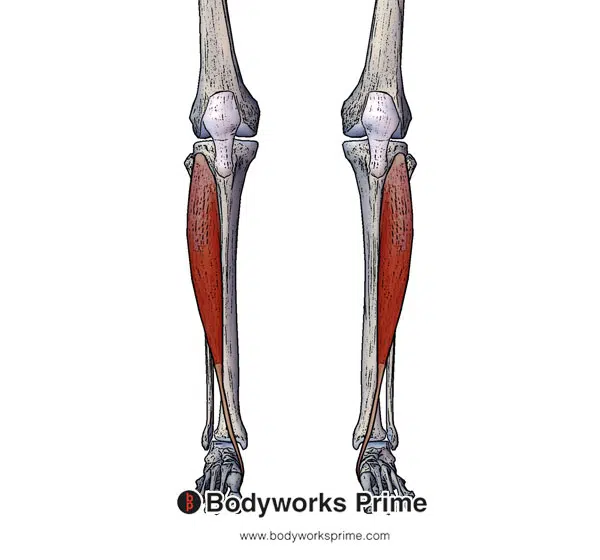 Lower Limb: Innervation Flashcards