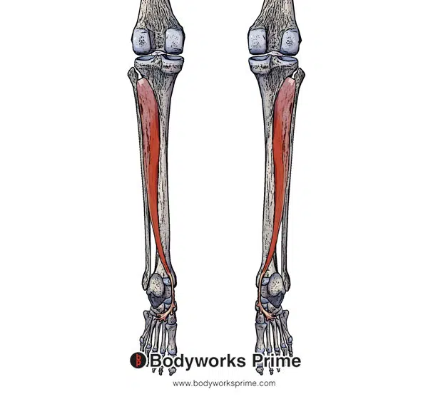 Tibialis Posterior Muscle Flashcards - Bodyworks Prime