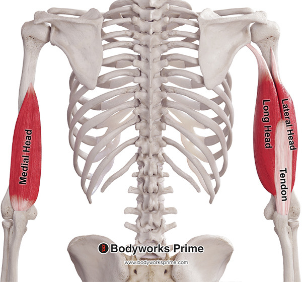 Triceps Brachii Muscle Flashcards Insertion flashcard diagram