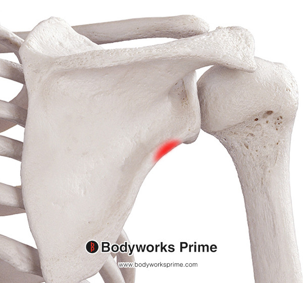 Triceps Brachii Muscle Flashcards Origin Long Head answer diagram