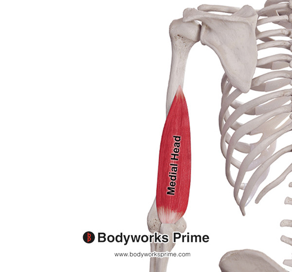 Triceps Brachii Muscle Flashcards Origin Medial Head flashcard diagram
