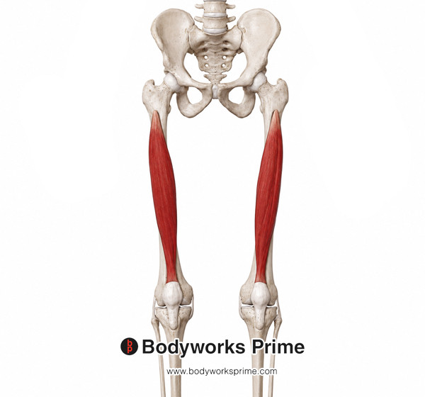 Vastus Intermedius Muscle Flashcards Origin flashcard diagram