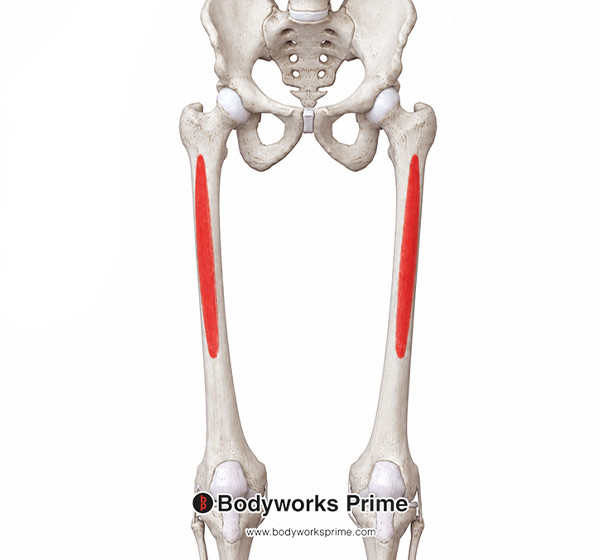 Vastus Intermedius Muscle Flashcards Origin answer diagram