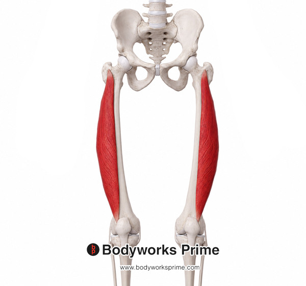 Vastus Lateralis Muscle Flashcards Origin flashcard diagram