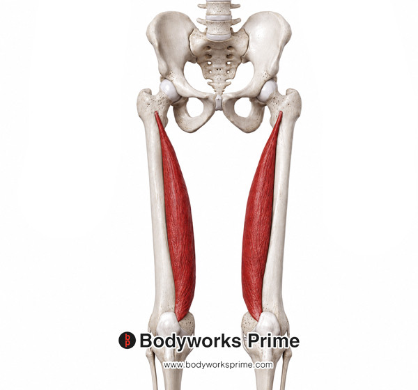 Vastus Medialis Muscle Flashcards Origins (Bone) flashcard diagram