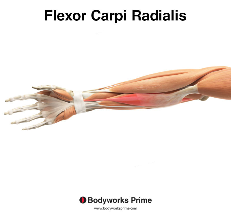 flexor carpi radialis highlighted in red anterior view
