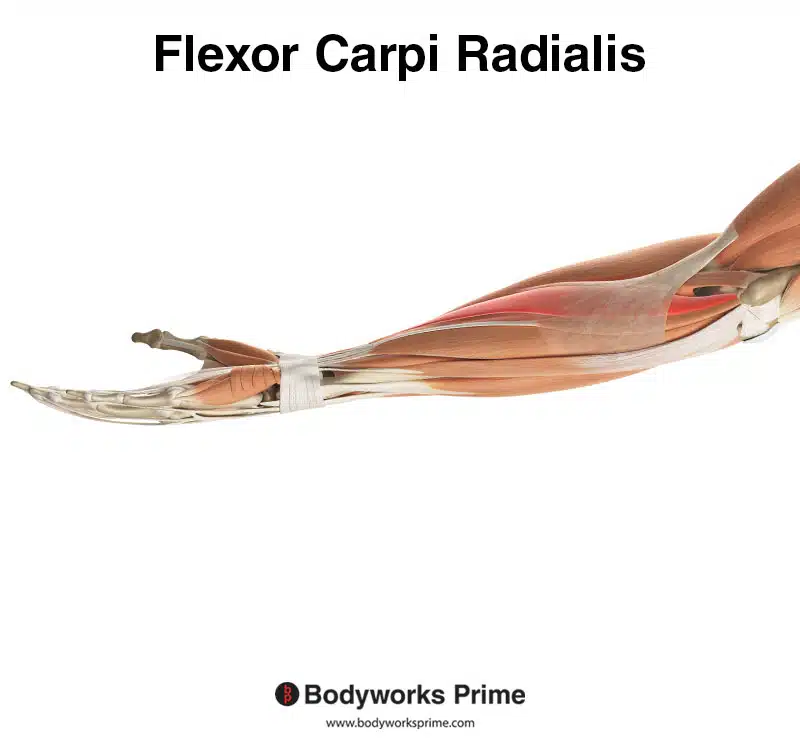 flexor carpi radialis medial view highlighted in red