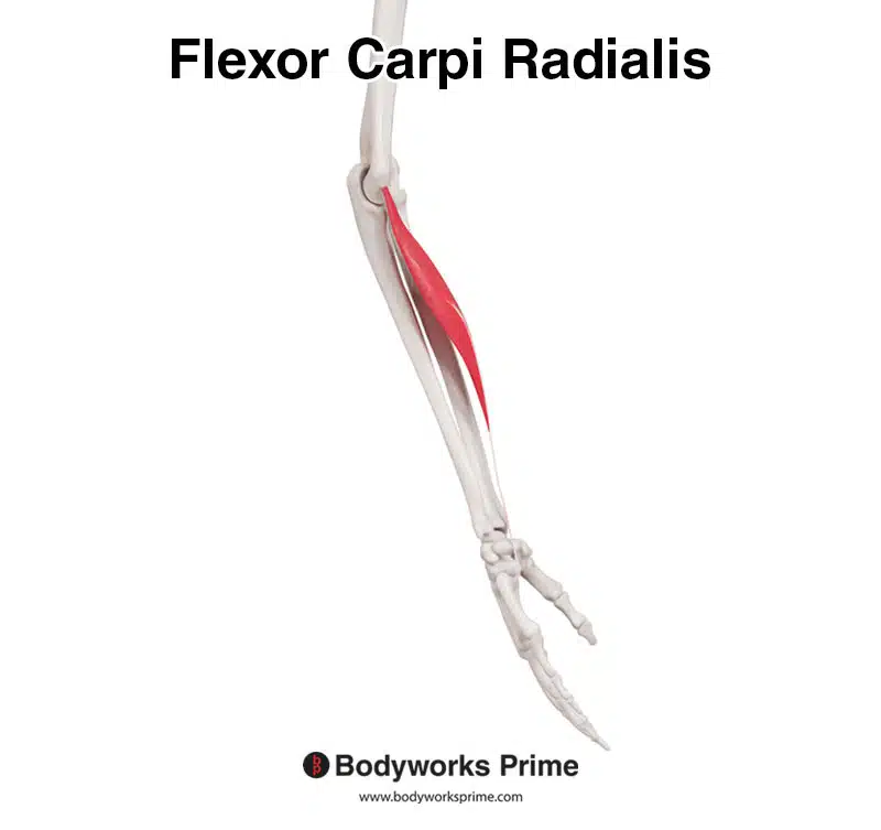 flexor carpi radialis medial view