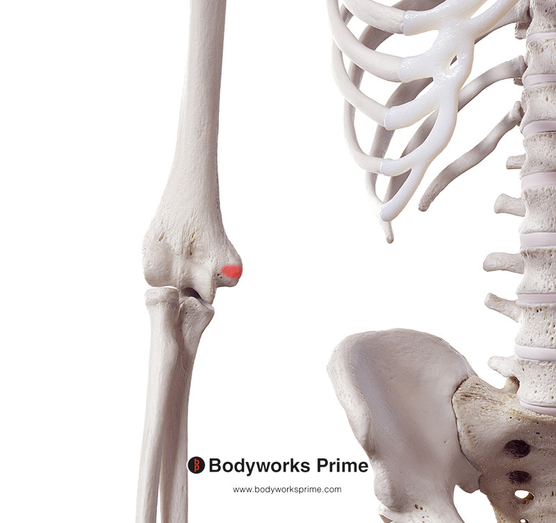 origin of the flexor carpi radialis