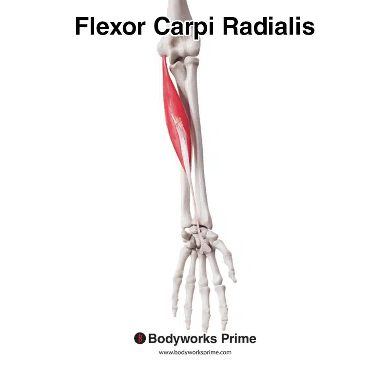 flexor carpi radialis anterior view