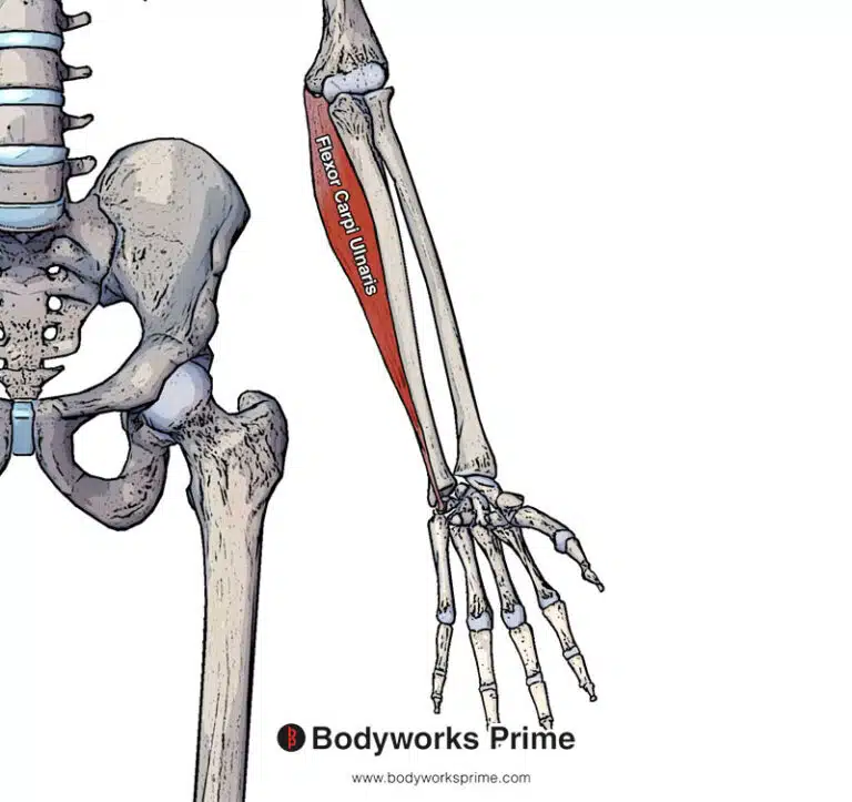 Flexor Carpi Ulnaris Muscle Anatomy