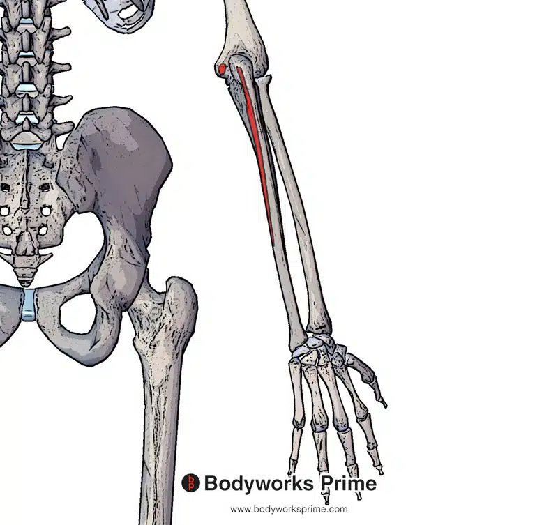Flexor carpi ulnaris origin highlighted in red on the olecranon of the ulna and medial epicondyle of the humerus