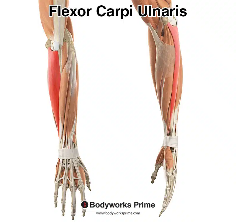 flexor carpi ulnaris from a superficial view