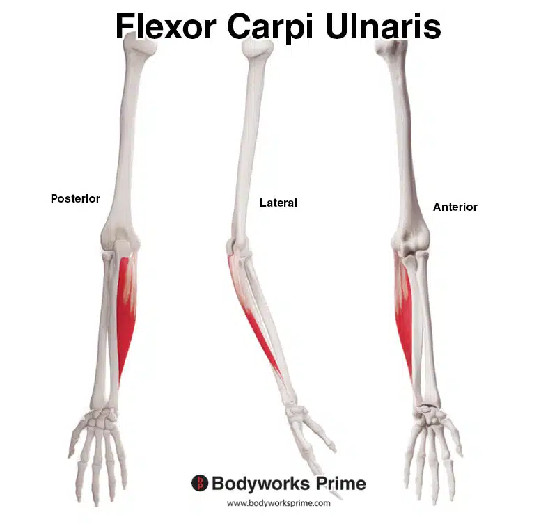 flexor carpi ulnaris from multiple angles