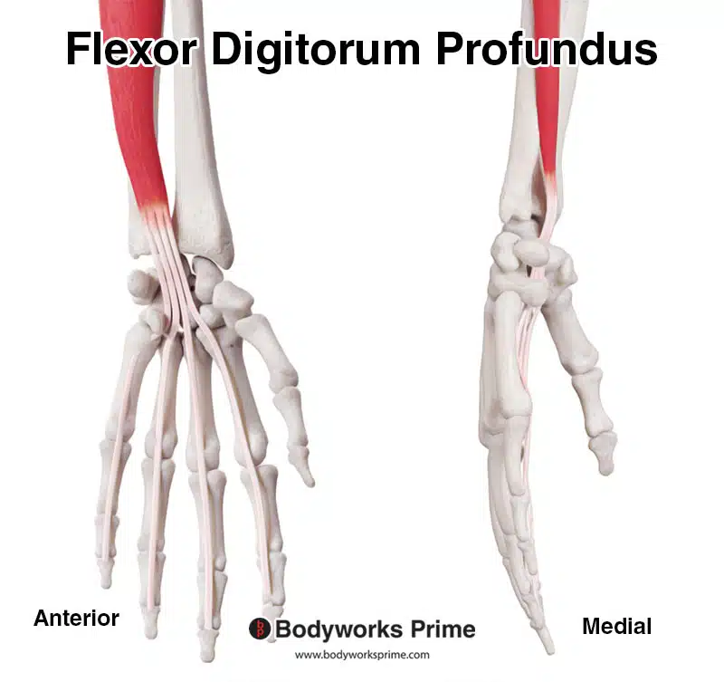 Flexor digitorum profundus distal tendon