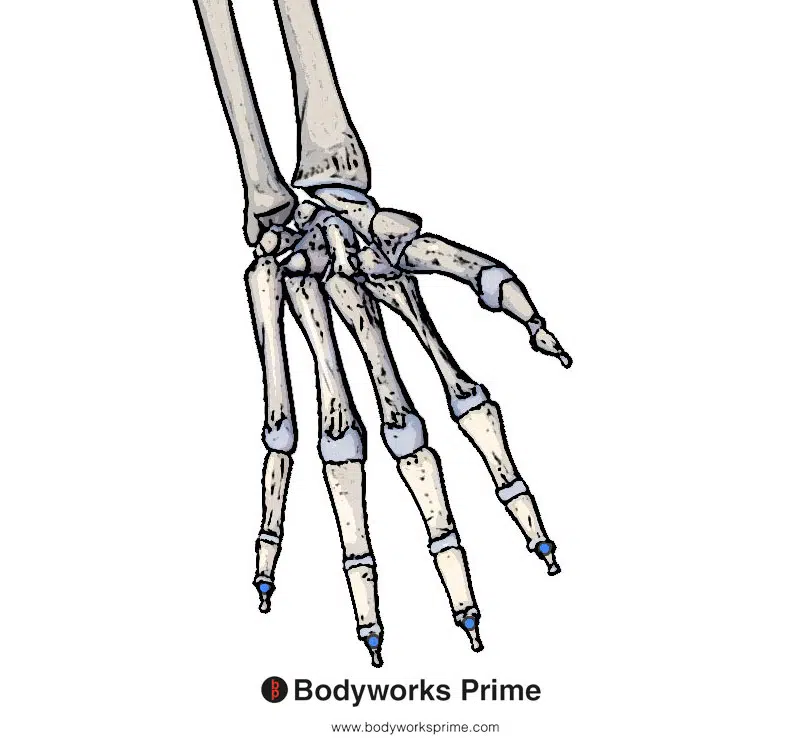 The insertion points of the flexor digitorum profundus muscle marked in blue on the skeleton.