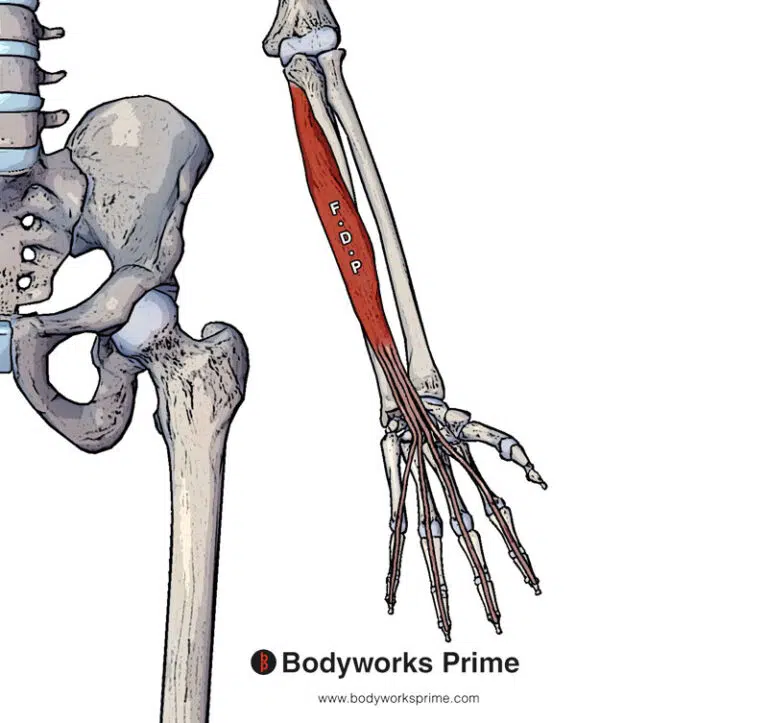 Flexor Digitorum Profundus Muscle Anatomy