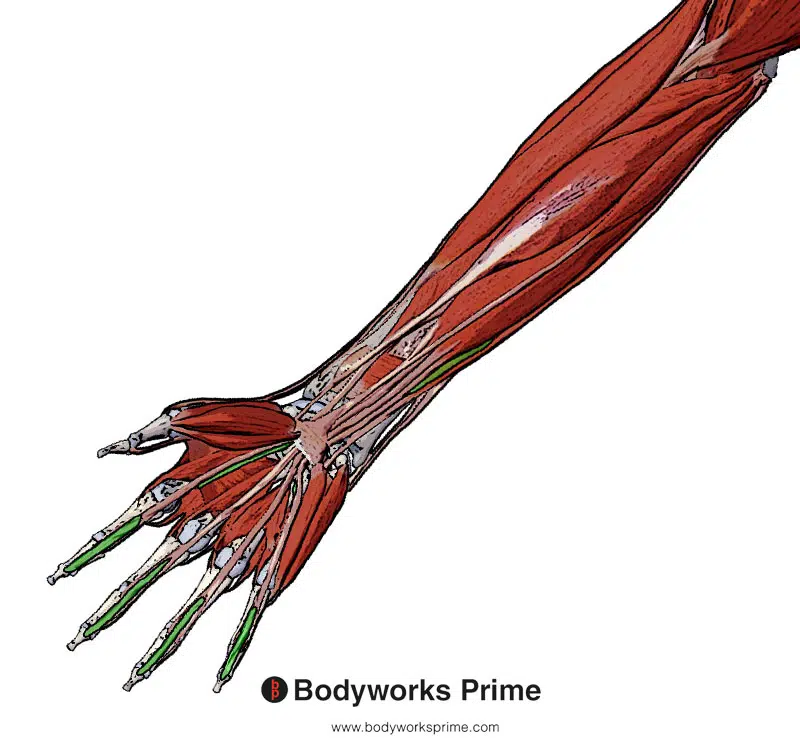 Image of the flexor digitorum profundus from a superficial view.