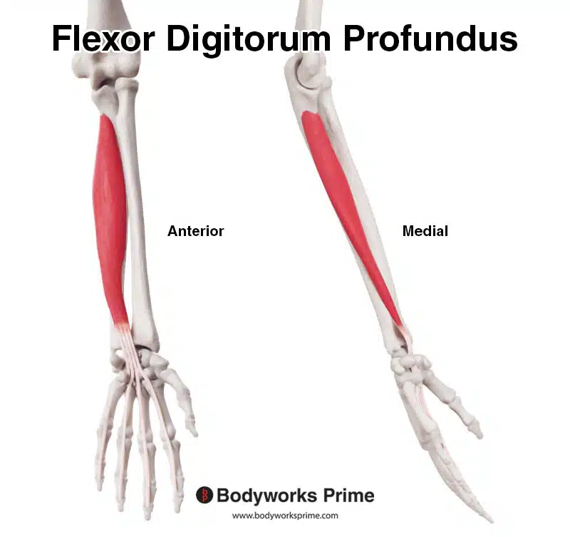 Flexor digitorum profundus from a anterior and medial view