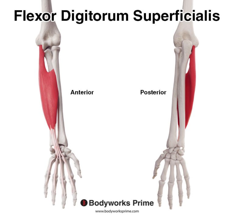 Flexor Digitorum Superficialis muscle anatomy diagram