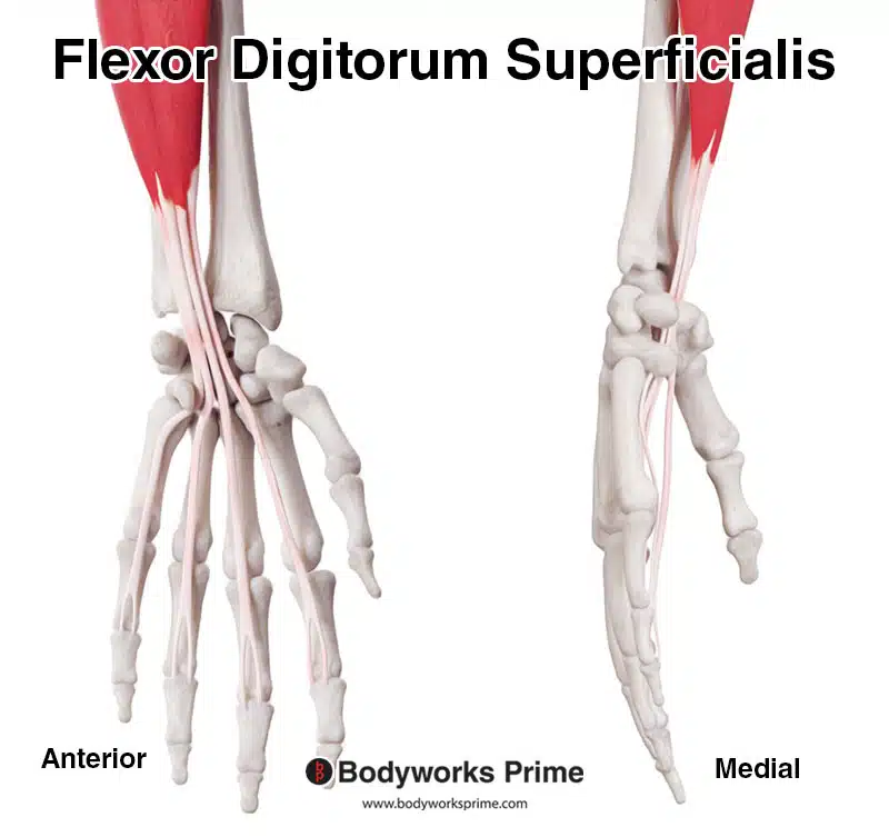 Flexor digitorum superficialis distal tendon
