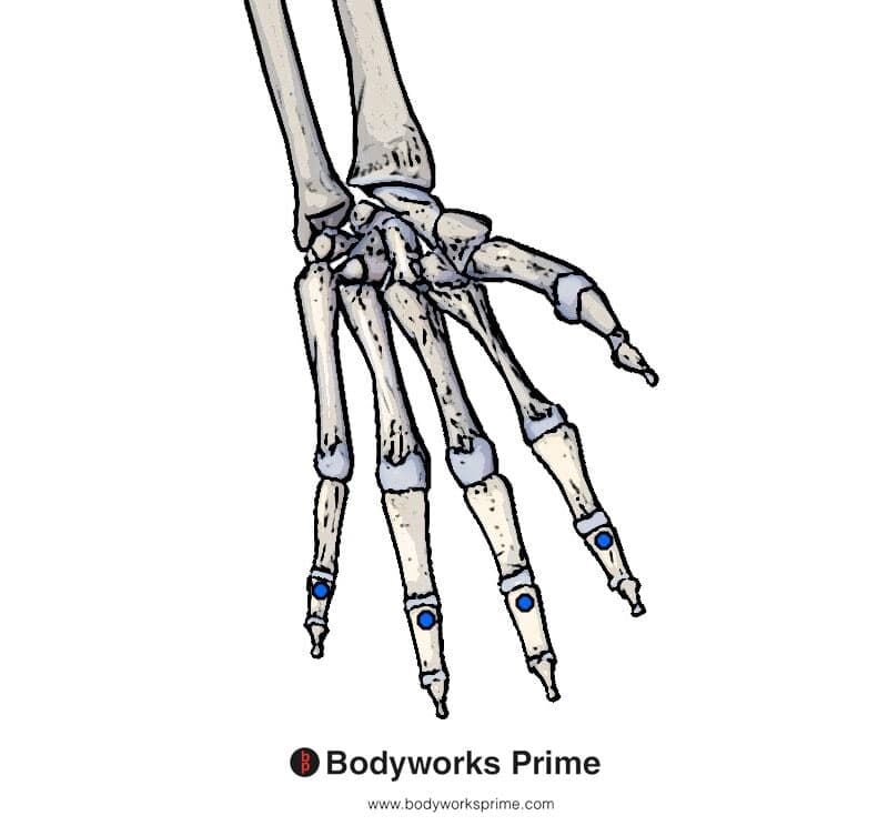 insertions of the flexor digitorum superficialis muscle highlighted in blue
