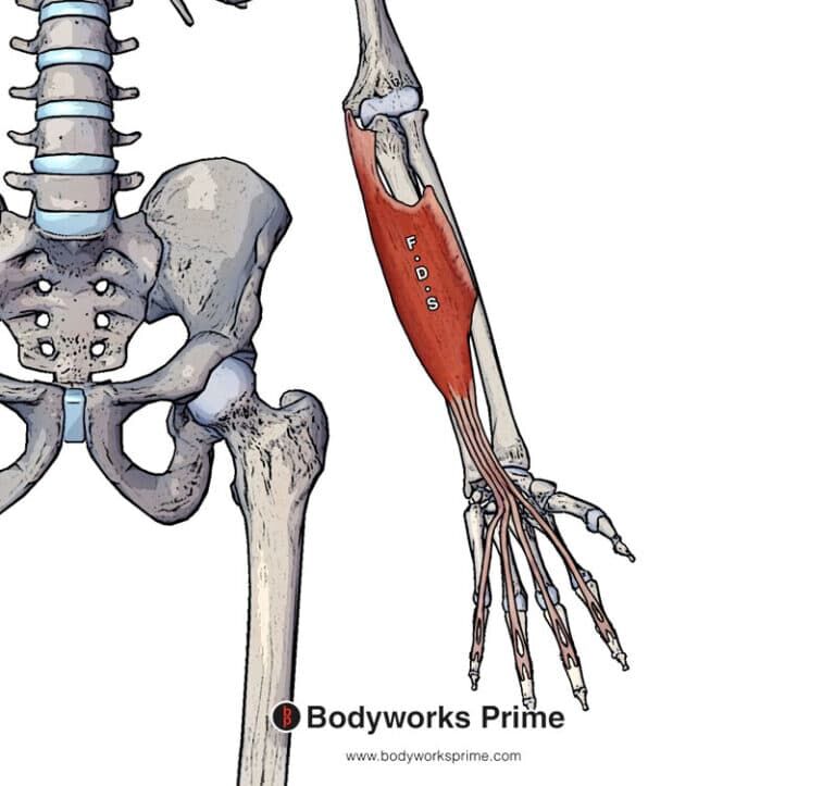 Flexor Digitorum Superficialis Muscle Anatomy