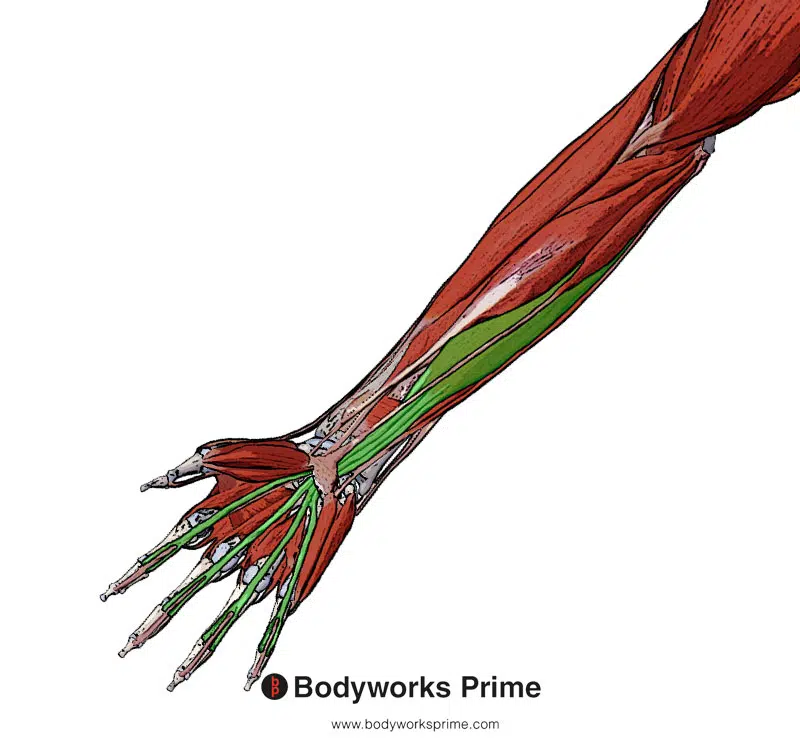 Flexor digitorum superficialis muscle from a superficial view highlighted in green amongst the other muscles of the arm