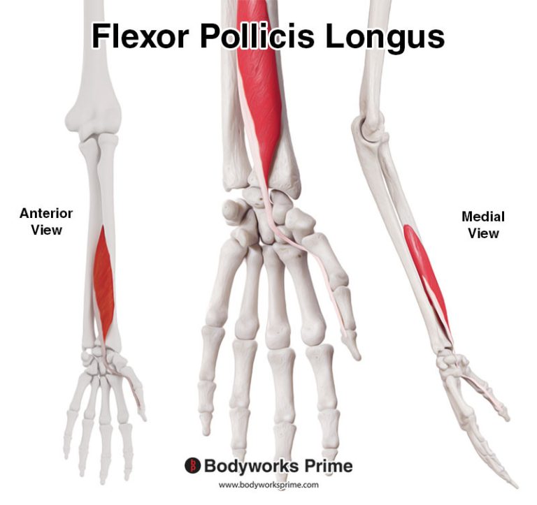 Flexor Pollicis Longus muscle anatomy diagram