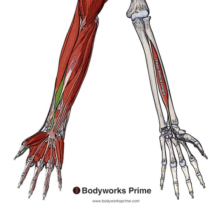 Flexor Pollicis Longus Muscle Anatomy